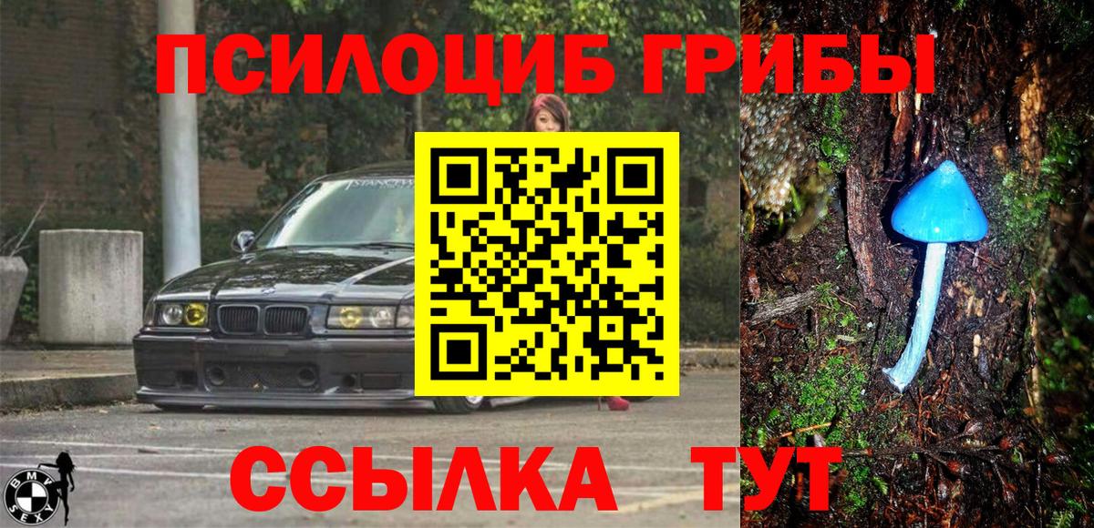 Галлюциногенные грибы Psilocybine cubensis Кизилюрт